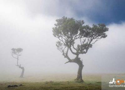 درختان 500 ساله در جنگل جزیره مادیرا