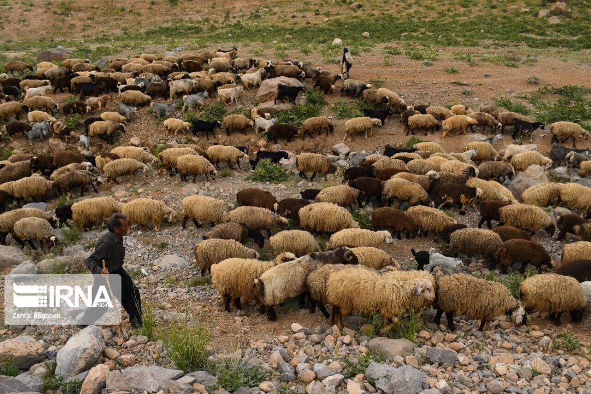 خبرنگاران پرونده های قاچاق دام در خراسان جنوبی 42 درصد کاهش خبرنگاران پرونده های قاچاق دام در خراسان جنوبی 42 درصد کاهش یافت