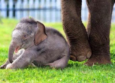 آخرین شرایط فیل تازه متولد شده در باغ وحش ارم