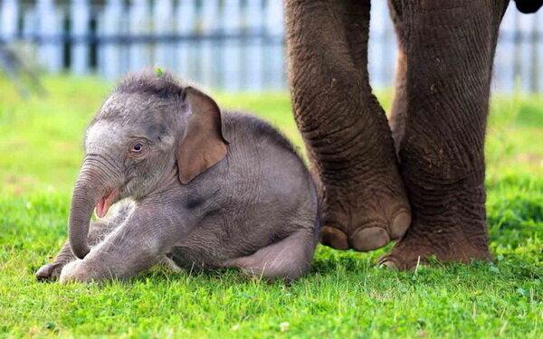 آخرین شرایط فیل تازه متولد شده در باغ وحش ارم