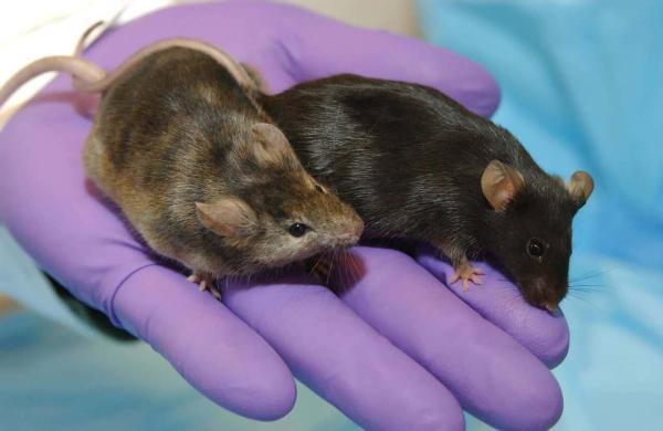 ادعای دانشمندان چینی؛ تولد موش از انسان!