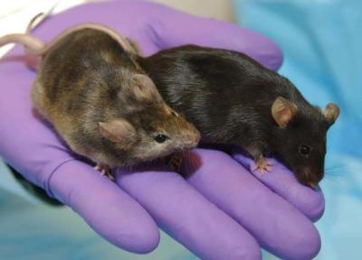 ادعای دانشمندان چینی؛ تولد موش از انسان!