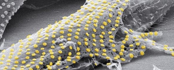 خالکوبی طلا روی سلول های زنده ، ادغام الکترونیک و زیست شناسی